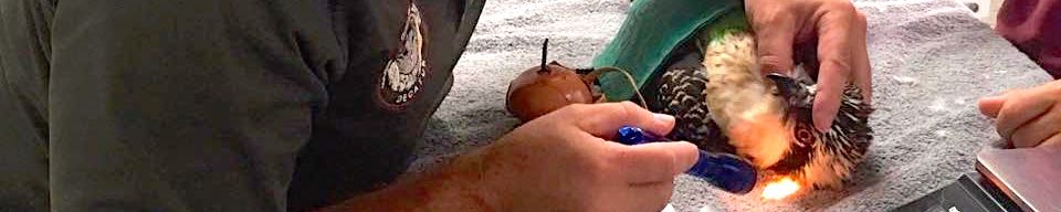 Injured Wild Birds - Chicago | Cook | Lake | Kane | DuPage County